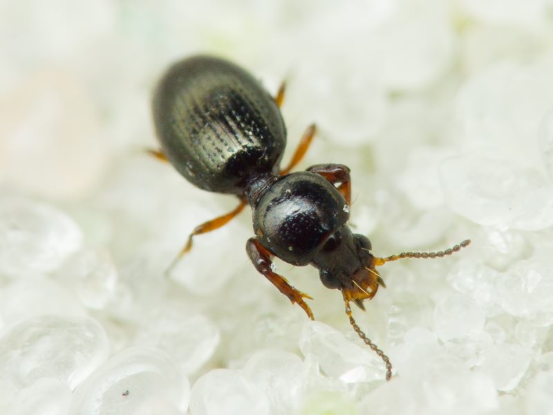 Dyschirius Bonelli, 1810